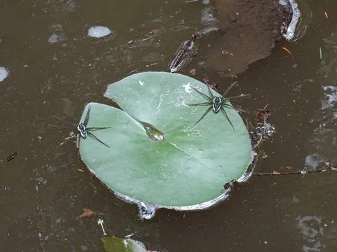 极速飞艇APP手机界面